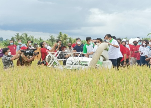 UNGGUL :  Panen padi M70 di Subak Pasekan Delod Belang, Desa Singapadu Kaler, Kecamatan Sukawati, Jumat (18/3). (DEWA RASTANA/BALI EXPRESS)