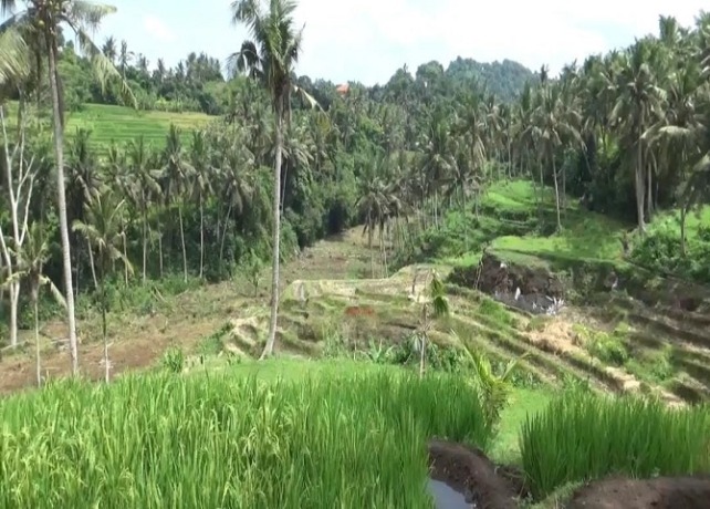 WISATA : Suasana asri di Kissidan ECO Hill Desa Sidan, Kecamatan Gianyar, Selasa (15/3). (DEWA RASTANA/BALI EXPRESS)