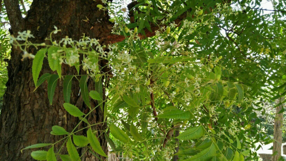 SAKRAL : Pohon Intaran yang disakralkan di Desa Julah. dian