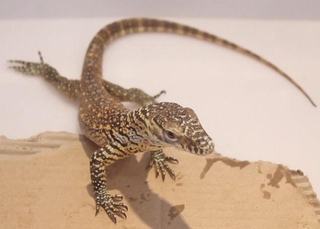 KELUARGA BARU : Bayi Komodo yang berhasil menetas di Bali Safari Park. (ISTIMEWA)