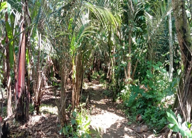 DISERANG : Kondisi salah satu kebun petani yang diserang kawanan monyet. (ISTIMEWA)
