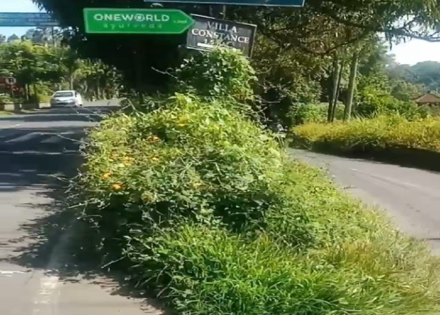 MEMPRIHATINKAN : Kondisi taman Puspem Tegallalang yang dipenuhi semak dan tak terawat. (ISTIMEWA)