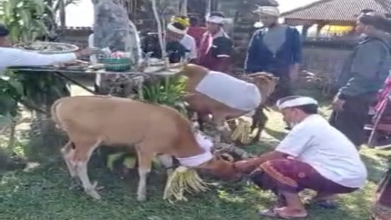 DIHIAS: Godel dihias sebelum digunakan sebagai sarana upacara Mungkah Wali di Desa Tambakan, Kecamatan Kubutambahan, Buleleng. Ist