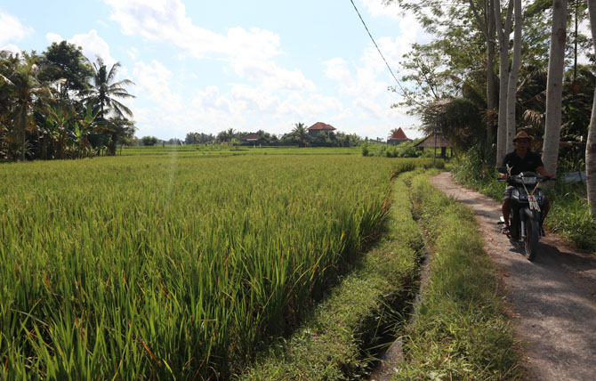 PADI: Tanaman padi yang akan mulai memasuki masa panen. (PUTU AGUS ADEGRANTIKA/BALI EXPRESS)