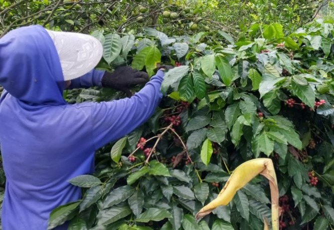 Seorang petani di Desa Selulung, Kecamatan Kintamani, Bangli memetik kopi arabika.