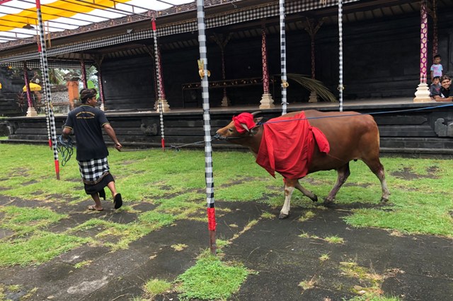 KELILINGI PURA: Jero Gede saat mengelilingi Pura Dalem Gegelang. (I WAYAN ADI PRABAWA/BALI EXPRESS)