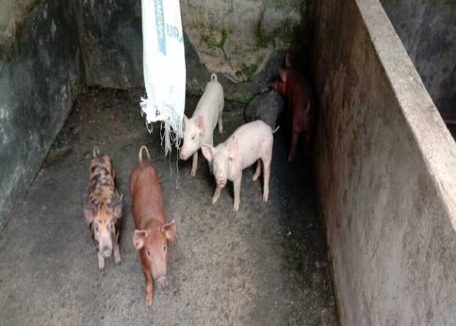 STOK AMAN : Ternak babi di Kabupaten Gianyar. (ISTIMEWA)