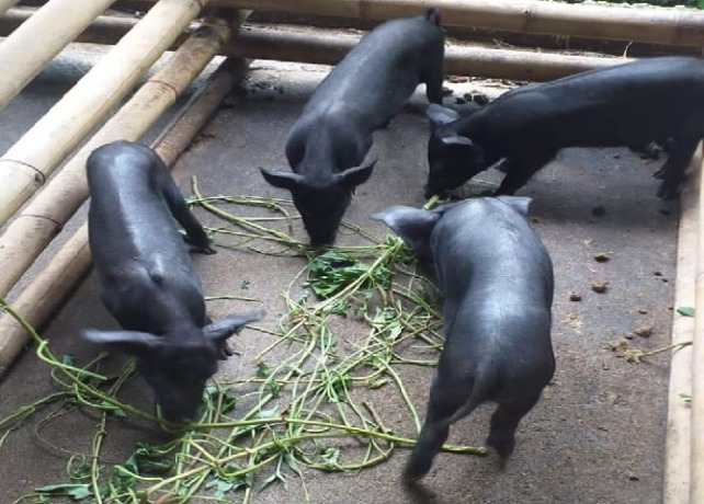 HARGA DAGING : Ternak babi yang akan dipotong untuk Hari Penampahan Galungan. (ISTIMEWA)