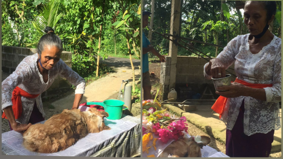 KREMASI : Ni Wayan Kembar memandikan anjing yang akan dikremasi, Selasa (3/5)  Putu Resa Kertawedangga/Bali Express.