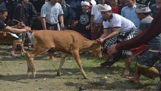PANGELEB: Prosesi upacara ngaturang Pangeleb di Desa Adat Selulung, Kecamatan Kintamani, Bangli, beberapa waktu lalu. Istimewa.