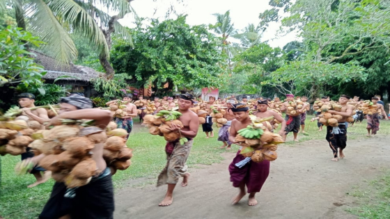 MASABATAN BIU: Truna Desa Tenganan Dauh Tukad melaksanakan tradisi Masabatan Biu belum lama ini. ist