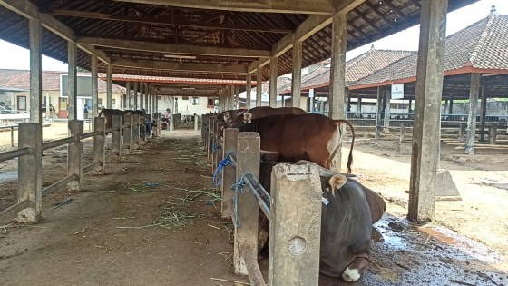 DIJUAL: Beberapa ekor sapi yang dijual di Pasar Hewan Beringkit. dok Bali Express