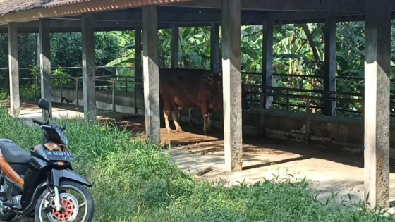 POTONG : Rumah Potong Hewan (RPH) Kabupaten Tabanan per harinya hanya mampu memotong hewan ternak sebanyak 3-4 ekor.