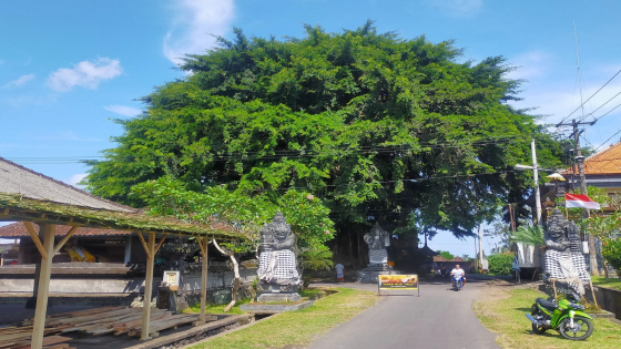 TEDUNG :&nbsp;Pohon beringin tempat Lesung, diyakini mirip tedung jika dilihat dari kejauhan.&nbsp;&nbsp;I Made Mertawan/Bali Express