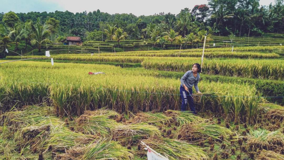 PANEN: Petani memanen padi di sawah kawasan Desa Pedawa, Kecamatan Banjar, Buleleng, belum lama ini.  Ist