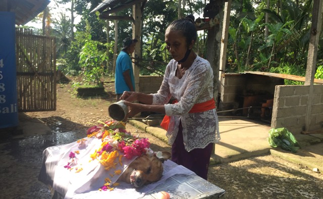 KREMASI: Ni Wayan Kembar saat memandikan anjing yang akan dikremasi, Selasa (3/5). (PUTU RESA KERTADEWANGGA/BALI EXPRESS)