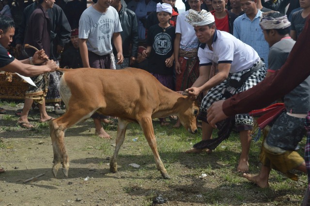 NGELEBANG: Prosesi Upacara Ngelebang Wadak di Desa Adat Selulung beberapa waktu lalu. (I PUTU MARDIKA/BALI EXPRESS)