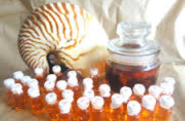 LUNGSIR : Jenis biota laut yang diyakini sebagai bahan obat cetik.