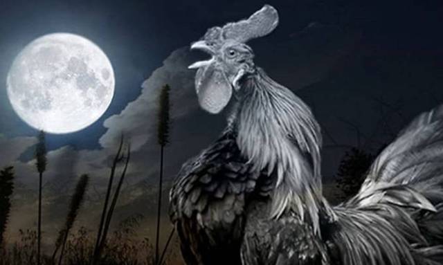 WASPADA: Jika ayam berkokok tengah malam, itu pertanda ada makhluk halus berenergi negative di sekitarnya.