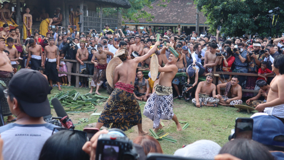 PERANG PANDAN: Krama Tenganan Pegringsingan, Kecamatan Manggis, Karangasem melaksanakan tradisi perang pandan, Kamis (23/6). Istimewa