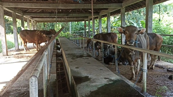 KARANTINA: Sejumlah sapi sedang menjalani proses karantina di RPH Kabupaten Tabanan sebelum dilakukan pemotongan. Ist