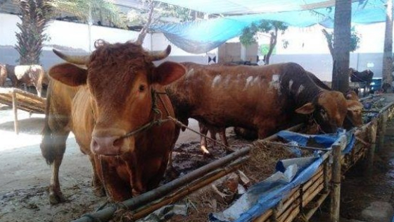 Ilustrasi Sapi kurban. Ist