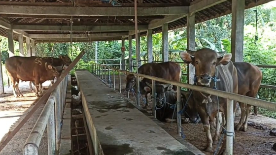 KARANTINA: Sejumlah sapi sedang menjalani proses karantina di RPH Kabupaten Tabanan sebelum dilakukan pemotongan. Dok Bali Express