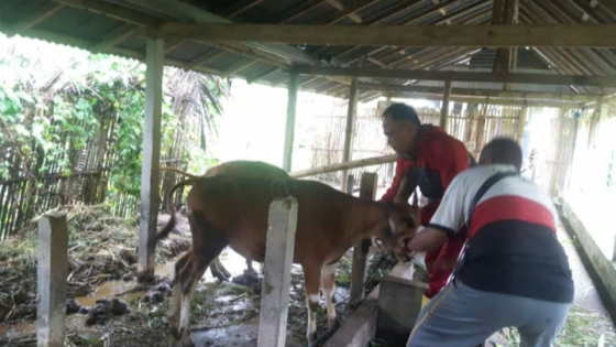 VAKSIN PMK: Vaksinasi pencegahan PMK pada sapi di Desa Selat, Kecamatan Klungkung tahun 2024 lalu.