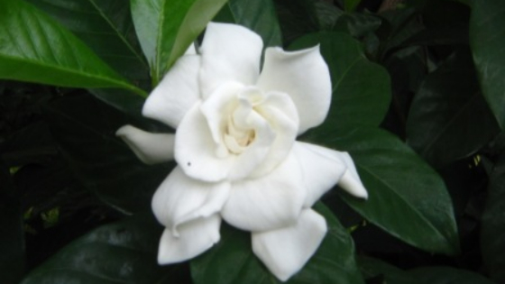 JEMPIRING: Bunga jempiring dilarang digunakan sebagai sarana ritual. Ist