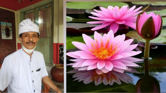 BUNGA UTAMA : Bunga tunjung (teratai) sebagai bunga yang utama dalam upacara yadnya. Serati Banten Jro Ketut Utara. I Putu Mardika/Bali Express