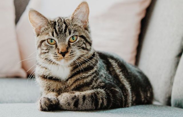 SANTET: Kucing diyakini sebagai salah satu hewan yang dapat menangkal santet.