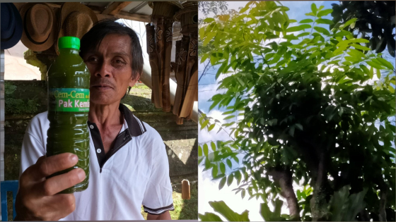 LOLOH CEMCEM : Seorang pedagang di Desa Penglipuran menunjukkan loloh Cemcem.Tanaman Cemcem tumbuh di depan rumah warga Penglipuran. Made Mertawan/Bali Express