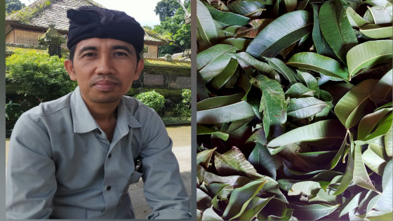 SIAP DIOLAH: Daun Cemcem siap diolah menjadi loloh.Klian Adat Penglipuran I Wayan Budiarta. Made Mertawan/Bali Express