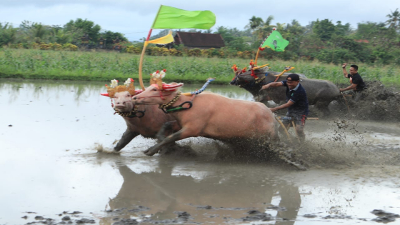 TRADISI : Aksi Makepung Lampit yang diselenggarakan di Banjar Peh, Desa Kaliakah, Kecamatan Negara, Kabupaten Jembrana, Minggu (11/9). Gde Riantory/Bali Express