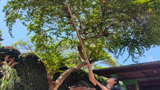 DEWANDARU: Pohon Dewandaru tumbuh di halaman rumah Made Desi Ariani di Kelurahan Banjar Jawa, Buleleng. Dian Suryantini/Bali Express