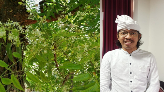 SARANA: Pohon Intaran beserta kulitnya, salah satu sarana untuk mengobati ODGJ. Penekun usada Bali Gede Sutana. I Putu Mardika/Bali Express.