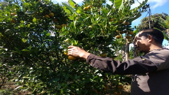 PANEN : Seorang petani di Kintamani, Bangli panen jeruk. Buah jeruk merupakan golongan Phalavarga dalam Ahara. Dok Bali Express