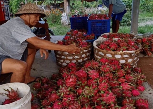 PANEN : Budidaya buah naga organik di Banjar Kesian, Desa Lebih, Gianyar. (istimewa)