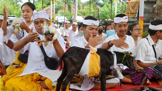 MAPEPADA : Hewan  saat Mapepada untuk dijadikan caru,  Kamis (20/2) pagi. I Putu Mardika/Bali Express.