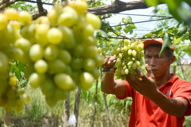 PETIK ANGGUR: Wisata petik anggur di tengah Kota Denpasar. (AGUNG BAYU/BALI EXPRESS)