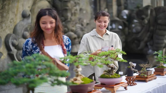 BUDIDAYA : Beberapa bonsai yang ikut kontes bonsai di Tabanan. Kini trend mencari bibit bonsai mengarah ke budidaya. Ist