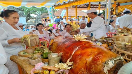 BABI GULING : Upacara Naur Penempuh di Pura Pemulungan Agung, Desa Adat Selat Pandan Banten menggunakan babi guling, Rabu (9/11) lalu. I Putu Mardika/Bali Express