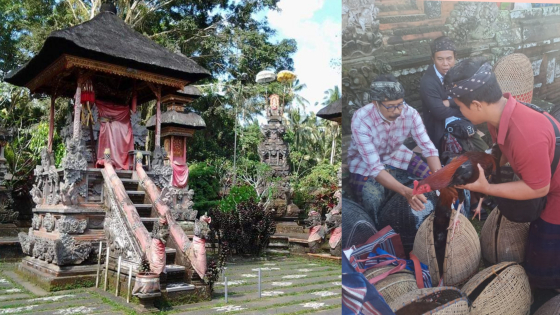 ACI KEBURAN: Pelaksanaan Aci Keburan di Pura Hyang Api, Desa Adat Kelusa, Kecamatan Payangan, Gianyar. Sejumlah ayam antre sebelum diadu saat Aci Keburan. Ist