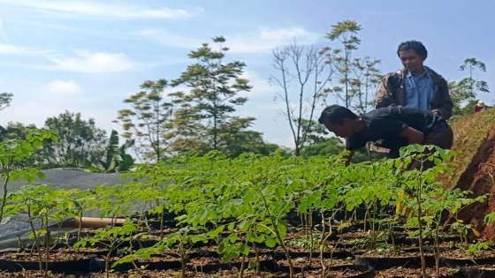 KELOR : Akar kelor menjadi obat encok, tertuang dalam Lontar Cukil Daki. I Putu Mardika/Bali Express)