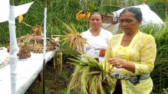 NYANGKET : Ritual Nyangket diawali dengan mengambil padi di sawah yang akan dipanen sebanyak 1 ikat kecil, kemudian padi tersebut dihiasi dengan kain putih kuning, bunga dan hiasan lainnya layaknya pretima, dan selanjutnya dibawa ke rumah dan di-linggih-k