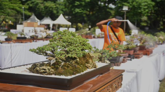 THE MAX II : Salah satu Bonsai di event The Max II di Lapangan Lumintang, Denpasar. Agung Bayu/Bali Express