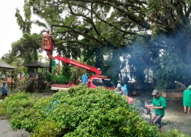 PANGKAS : BPBD Gianyar dan Dinas PUPR Gianyar memangkas pohon beringin di halaman kantor Bupati Gianyar, Jumat (6/1). (ISTIMEWA)