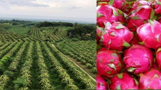 LUAS : Lahan buah naga seluas 50 hektar di Desa Bulian. Dan hasil panen buah naga.  Dian Suryantini/Bali Express