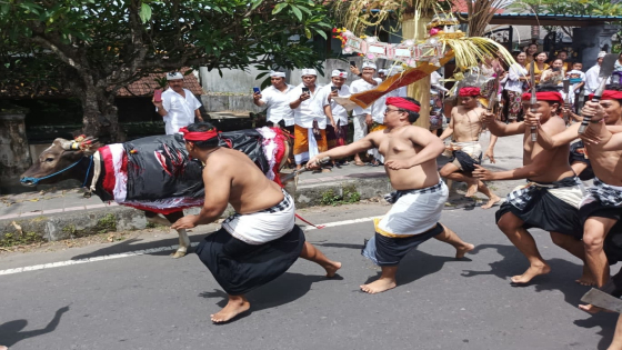NYEPEG SAMPI : Teruna Desa Adat Asak, Karangasem menebas sapi dalam tradisi Nyepeg Sampi di desa setempat. Ist