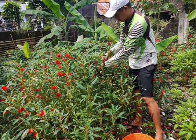 HARGA NAIK : Petani saat memetik bunga pacah. (ISTIMEWA)
